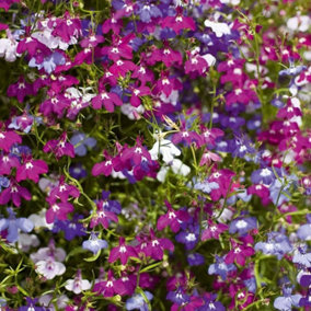 Lobelia Trailing Mix - 20 Pack - 2 Trays of 10 - Great Value - Lovely Mix of Colours - Perfect for Hanging Baskets or Planters