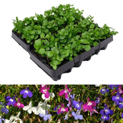 Lobelia Trailing Mix - 20 Pack - 2 Trays of 10 - Great Value - Lovely Mix of Colours - Perfect for Hanging Baskets or Planters