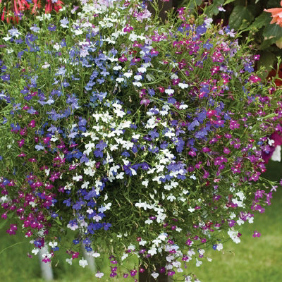 Lobelia Trailing Mix - 20 Pack - 2 Trays of 10 - Great Value - Lovely Mix of Colours - Perfect for Hanging Baskets or Planters - 3