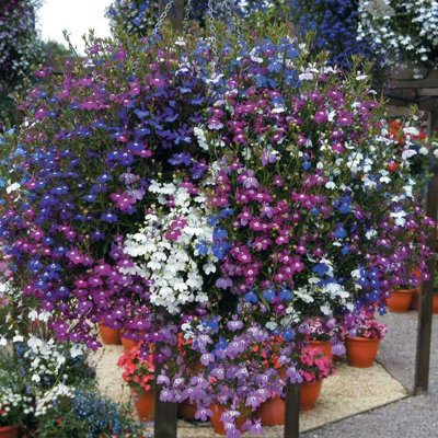 Lobelia Trailing Mix - 20 Pack - 2 Trays of 10 - Great Value - Lovely Mix of Colours - Perfect for Hanging Baskets or Planters - 5