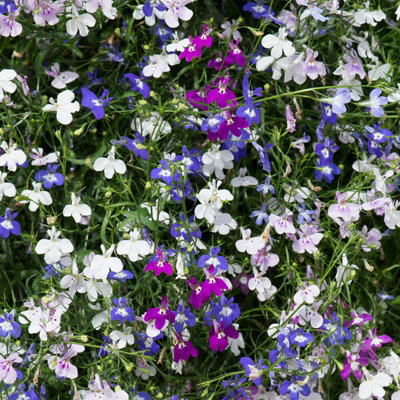 Lobelia Trailing Mix - 20 Pack - 2 Trays of 10 - Great Value - Lovely Mix of Colours - Perfect for Hanging Baskets or Planters - 6