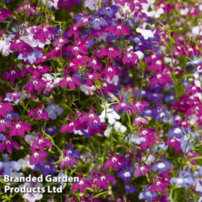 Lobelia Ultra Cascade Improved Mix 15 Garden Ready Plants  - Summer Garden Ideal for Hanging Baskets