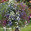 Lobelia Ultra Cascade Mixed 12 Plug Plants  - Summer Garden Ideal for Hanging Baskets