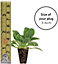 Lobelia Ultra Cascade Mixed 12 Plug Plants  - Summer Garden Ideal for Hanging Baskets