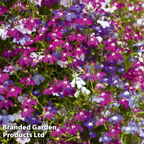 Lobelia Ultra Cascade Mixed 24 Plug Plants