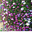Lobelia Ultra Cascade Mixed 6 Plug Plants - Summer Garden Ideal for Hanging Baskets