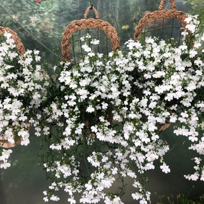 Lobelia White Lady 12 Plug Plants  - Summer Garden Ideal for Hanging Baskets
