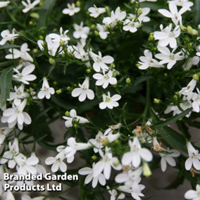 Lobelia White Lady 12 Plug Plants