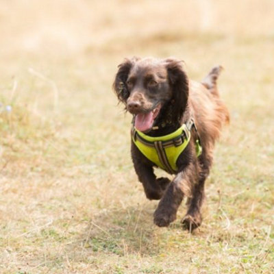 Long Paws Comfort Collection Harness Green 42-65cm Price Comparisons | Compare The Build