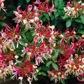 Lonicera Belgica Garden Plant - Fragrant Flowers, Compact Size (20-30cm Height Including Pot)