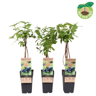 philodendron micans pflege Philodendron micans | Philodendron scandens micans