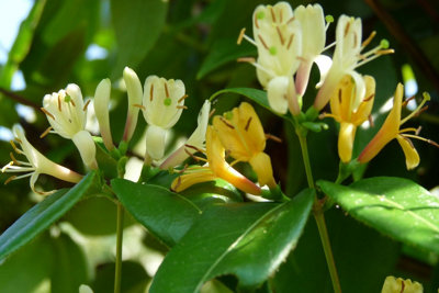 Lonicera Copper Beauty - Scented Honeysuckle Plant - Climbing Plant in a  9cm Pot