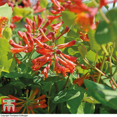 Lonicera Dropmore Scarlet 9cm Pot x 1