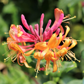 Lonicera Gold Flame Garden Plant - Fragrant Pink and Orange Flowers, Compact Size (20-30cm Height Including Pot)