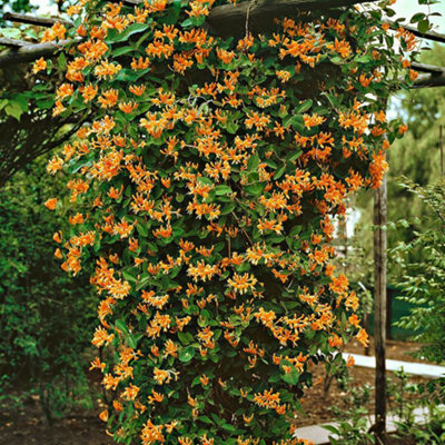 philodendron white princess yellow leaves Philodendron erubescens cv. 'White Princess Aurea' (508W04)  Next World  Exotics
