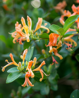 Lonicera henryi Copper Beauty Evergreen Climber