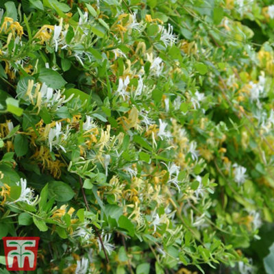Lonicera (Honeysuckle) japonica Halliana 3 Litre Potted Plant x 1
