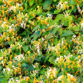 Lonicera (Honeysuckle) Periclymenum Graham Thomas 3 Litre Potted Plant x 1