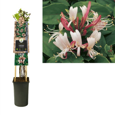 LONICERA JAP RED WORLD, 17CM POT SIZE, 75CM TALL, HONEYSUCKLE