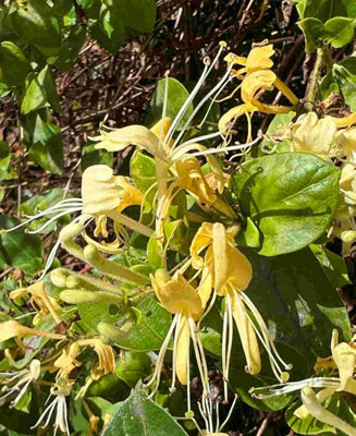Lonicera japonica Halls Prolific - 1x 9cm pot