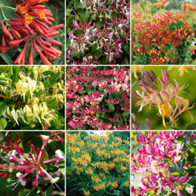 Lonicera Mix - Fragrant Honeysuckle Collection for Climbing and Ground Cover (9cm, Pack of 3)
