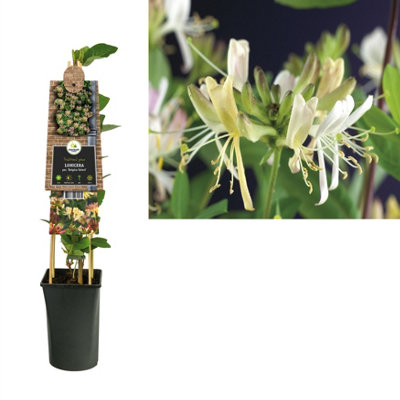 satureja plant Summer Savory Seeds main image 0