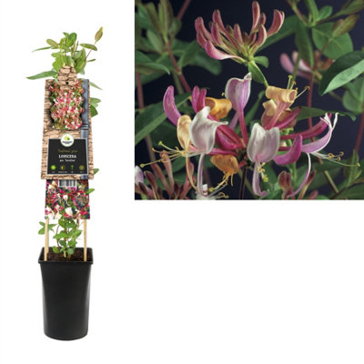 Lonicera Per. Serotina, 17cm Pot Size, 75cm Tall, Honeysuckle, Indoor  Houseplant