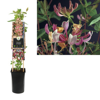 Lonicera Per. Serotina, 17cm Pot Size, 75cm Tall, Honeysuckle, Indoor  Houseplant