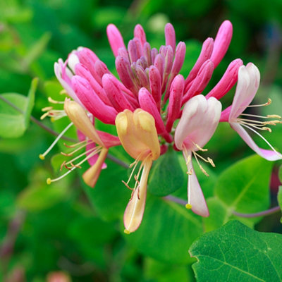 Lonicera periclymenum Serotina 1.7 Litre Potted Plant x 1
