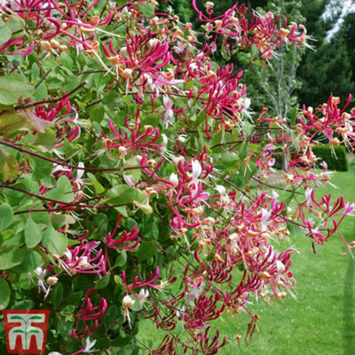 philodendron ruby vs red emerald Philodendron erubescens 'Red Emerald' – Foliage Factory main image 0