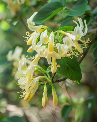 Lonicera similis Delavayi Bi-Colour Honeysuckle Climber