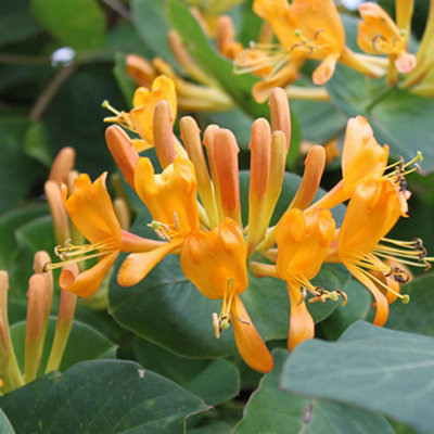 Lonicera Tellmanniana Deciduous Climber Hardy Outdoor Garden Ready Plant in  Pot - 9cm pot (20-30cm Height
