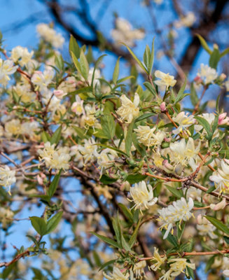 Lonicera Winter Beauty - Winter flowering Honeysucle Shrub - 3 x 9cm Pots
