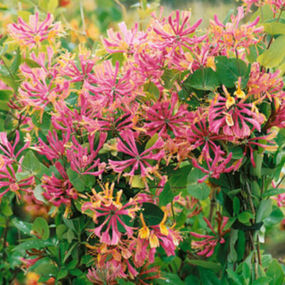 croton plants Croton – Liberty Landscape Supply main image 0