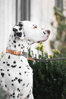 Lords & Labradors Essentials Herdwick Dog Collar Price Comparisons | Compare The Build
