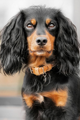 Lords & Labradors Essentials Herdwick Dog Collar Price Comparisons | Compare The Build