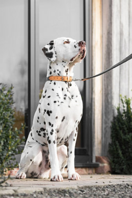 Lords & Labradors Essentials Herdwick Dog Lead Price Comparisons | Compare The Build
