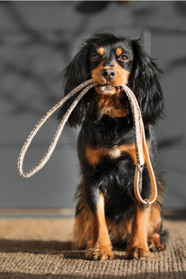 Lords & Labradors Essentials Herdwick Dog Lead Price Comparisons | Compare The Build