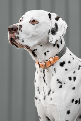 Lords & Labradors Essentials Twill Dog Collar Price Comparisons | Compare The Build