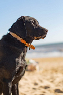 Lords & Labradors Essentials Twill Dog Collar Price Comparisons | Compare The Build