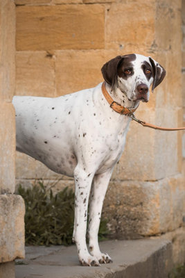 Lords & Labradors Italian Leather Dog Collar Price Comparisons | Compare The Build