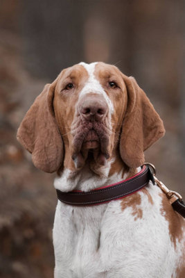Lords & Labradors Italian Leather Dog Lead Price Comparisons | Compare The Build