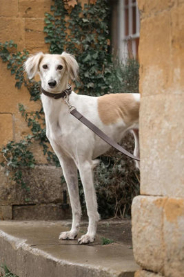 Lords & Labradors Italian Leather Dog Lead Price Comparisons | Compare The Build
