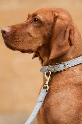 Lords & Labradors Ostrich Leather Dog Collar Price Comparisons | Compare The Build