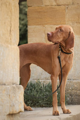 Lords & Labradors Ostrich Leather Dog Collar Price Comparisons | Compare The Build