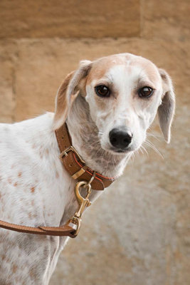 Lords & Labradors Ostrich Leather Dog Collar Price Comparisons | Compare The Build