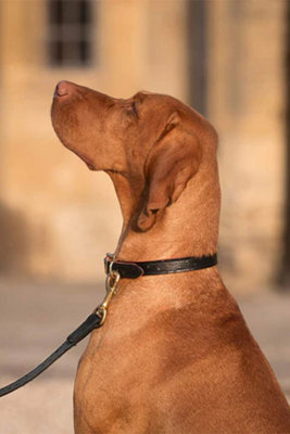 Lords & Labradors Ostrich Leather Dog Lead Price Comparisons | Compare The Build