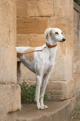Lords & Labradors Ostrich Leather Dog Lead Price Comparisons | Compare The Build