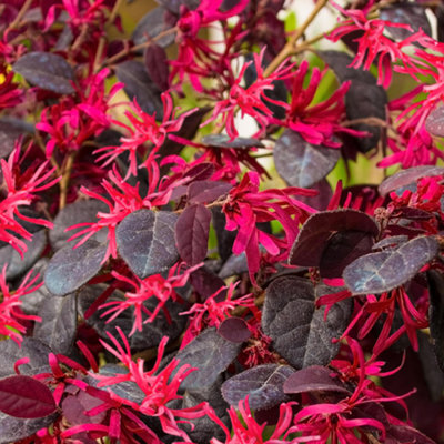Loropetalum Plum Garden Plant PlumColored Foliage, Compact Size (1530cm Height