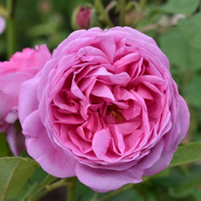 Louise Odier Rose Bush Pink Flowering Roses Bourbon Rose 4L Pot